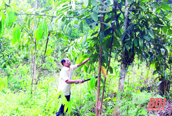 Bảo tồn và phát triển bền vững cây quế ngọc ở huyện Thường Xuân